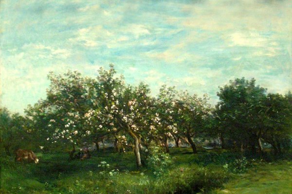 Apple Blossoms